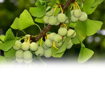 Ingredientes naturales