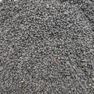 Black Seed (Nigella sativa)