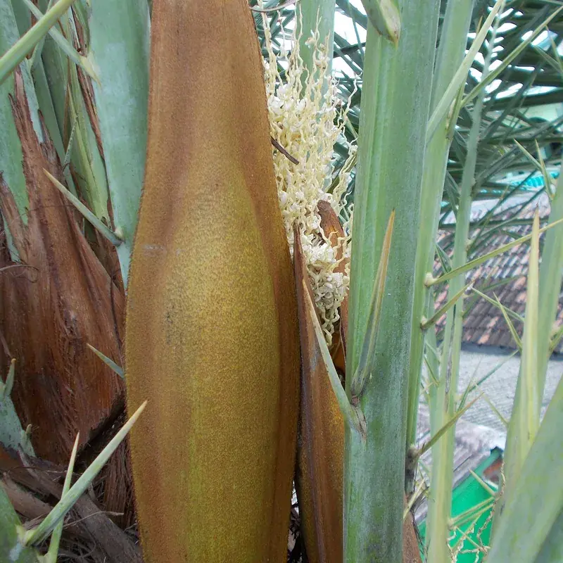 Date Palm Pollen