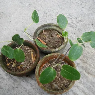 Panax Ginseng