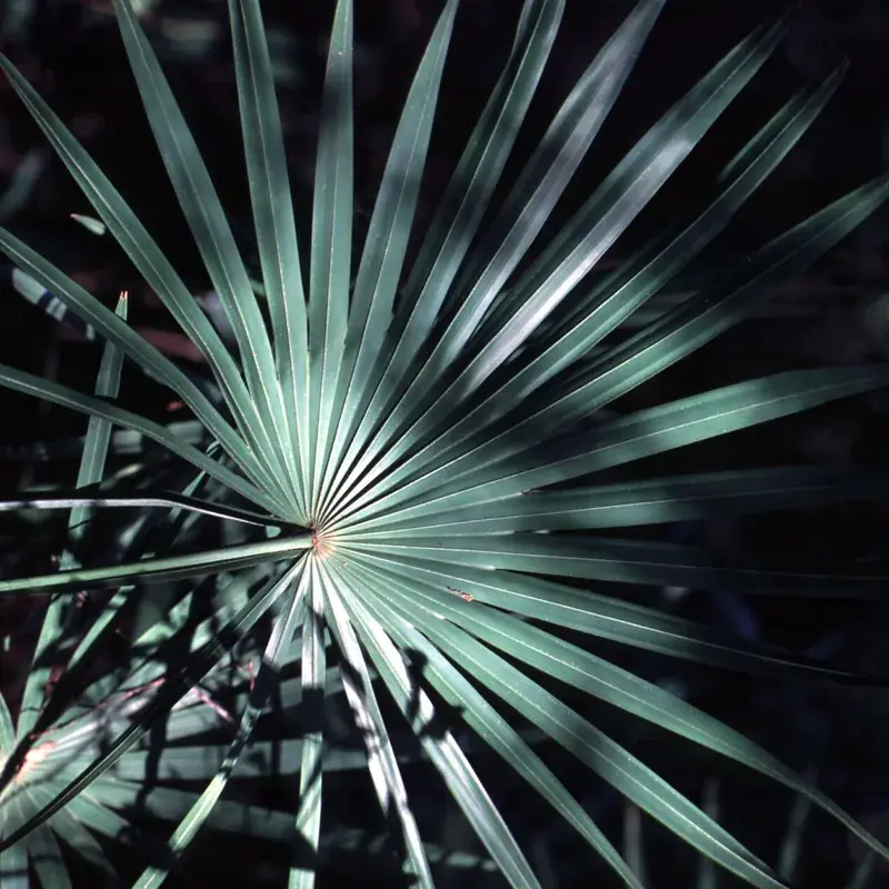 Saw Palmetto Extract