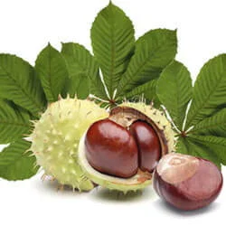 Varcosin bileşeni — At kestanesi ekstresi